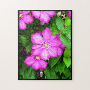 Puzzle Clematis