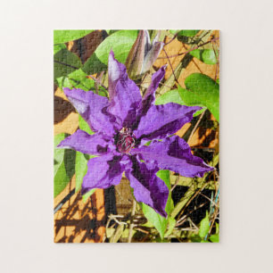 PUZZLE CLEMATIS