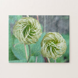 Puzzle Clematis Seed Head