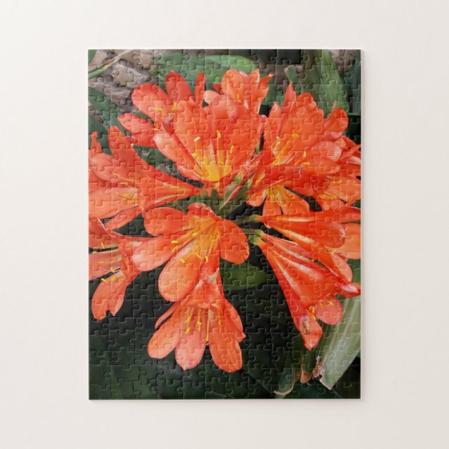 Puzzle Clivia Miniata - La Naranja hermosa Flor (Vertical)