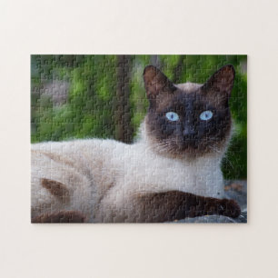 Puzzle Close up of a Siamese Cat with Blue Eyes