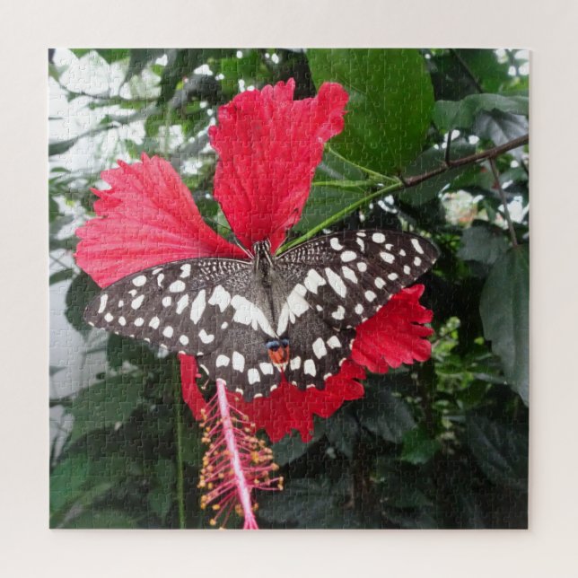 Puzzle Close up Puzzle: Black White Spotted Butterfly (Vertical)