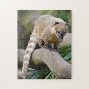 Puzzle Coati con cola de anillo en una sucursal