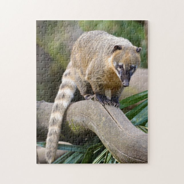 Puzzle Coati con cola de anillo en una sucursal (Vertical)