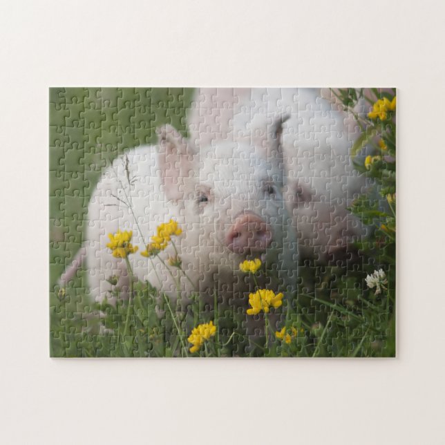 Puzzle Cochinillos blancos lindos en las flores amarillas (Horizontal)