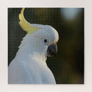 Puzzle Cockatoo blanco exótico