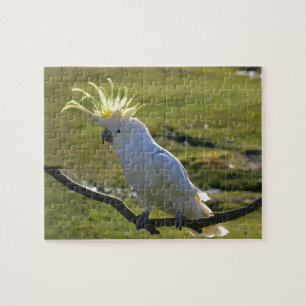Puzzle Cockatoo curado con azufre amarillo australiano