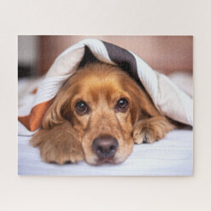 Puzzle Cocker español Perro inglés