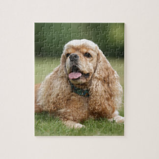 Puzzle Cocker spaniel lindo