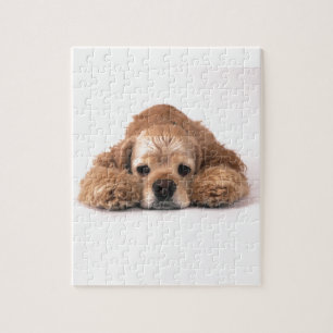 Puzzle Cocker spaniel lindo