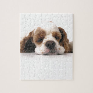 Puzzle Cocker spaniel rojo/blanco el dormir