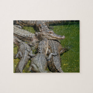 Puzzle Cocodrilos americanos
