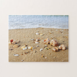 Puzzle Colección de conchas marinas