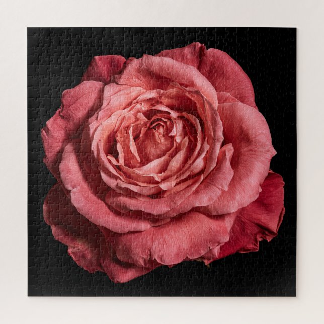 Puzzle Colección de Rosa Elegante sobre Negro (Vertical)