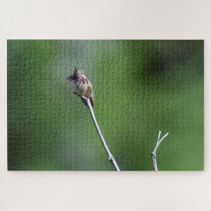 Puzzle Colibrí de Calliope