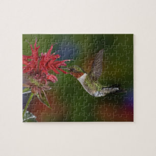 Puzzle Colibrí garganta de rubí macho