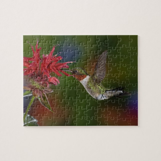 Puzzle Colibrí garganta de rubí macho (Horizontal)