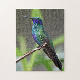 Puzzle Colibrí Pájaro Posado Pico Plumas