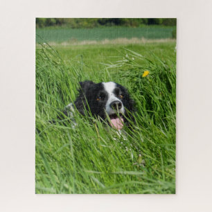 Puzzle Collie blanco y negro en hierba