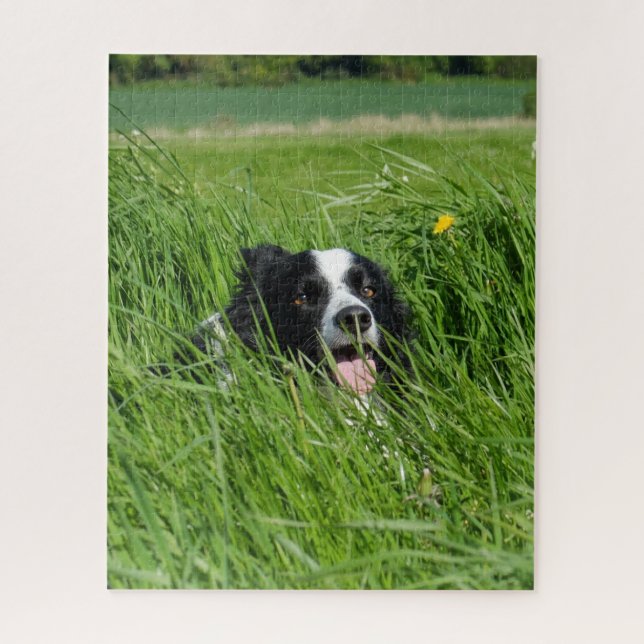 Puzzle Collie blanco y negro en hierba (Vertical)
