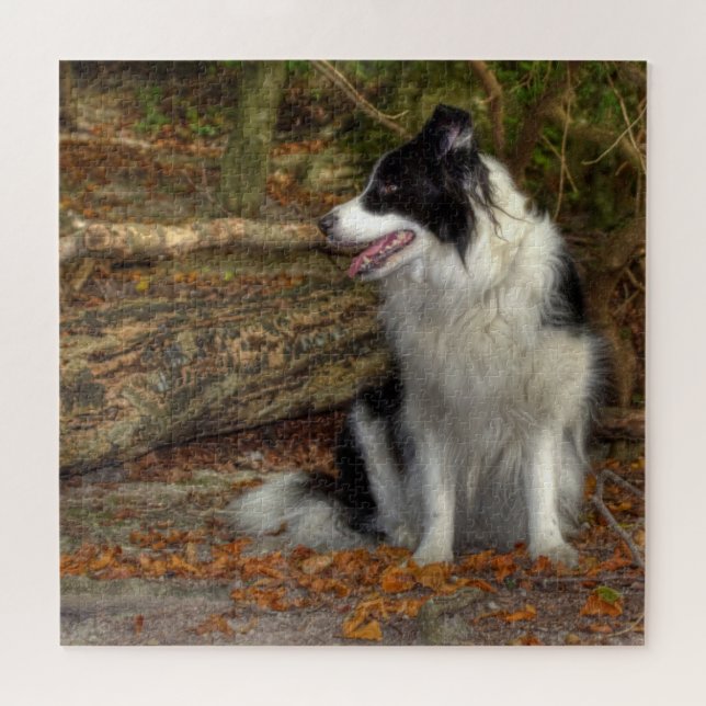 Puzzle Collie en el Bosque 676 Piezas (Horizontal)
