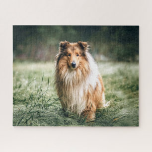 Puzzle Collie en la pradera tosca