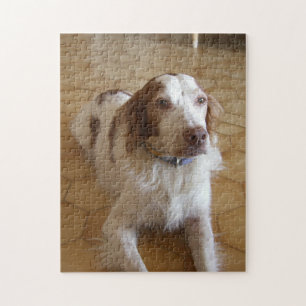 Puzzle colocación del perro de aguas de Bretaña