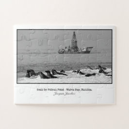 Puzzle Colonia de focas cerca del punto Pelican
