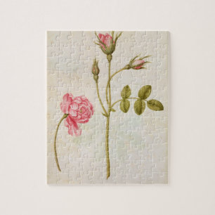 Puzzle Color de rosa rosado, c.1568