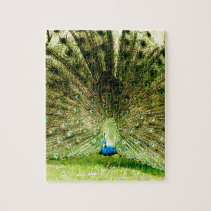 Puzzle Colores de pantalla de pavo real