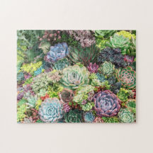 Colorful Succulent Garden