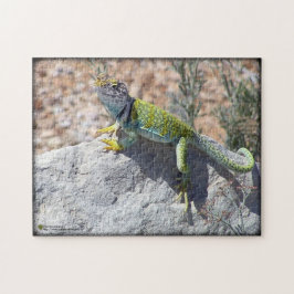 Puzzle Colorful Western Collared Lizard On Rock Photo