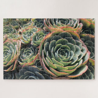 Puzzle Colorida Echeveria Verde Imbricata Suculento