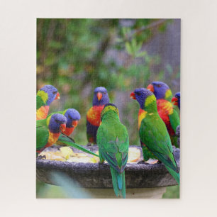 Puzzle Coloridos loros arcoiris comiendo