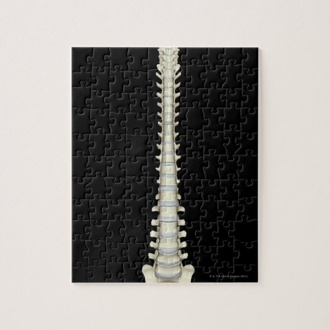 Puzzle Columna vertebral 2 (Vertical)