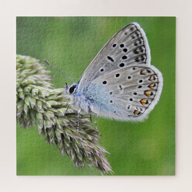 Puzzle Common Blue Butterfly on Grass (Horizontal)