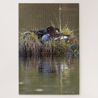 Puzzle Common Goldeneye ducks