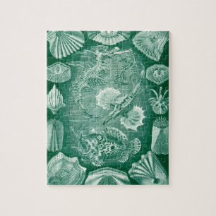 Puzzle Conchas y peces vintage Teleostei por Ernst Haecke