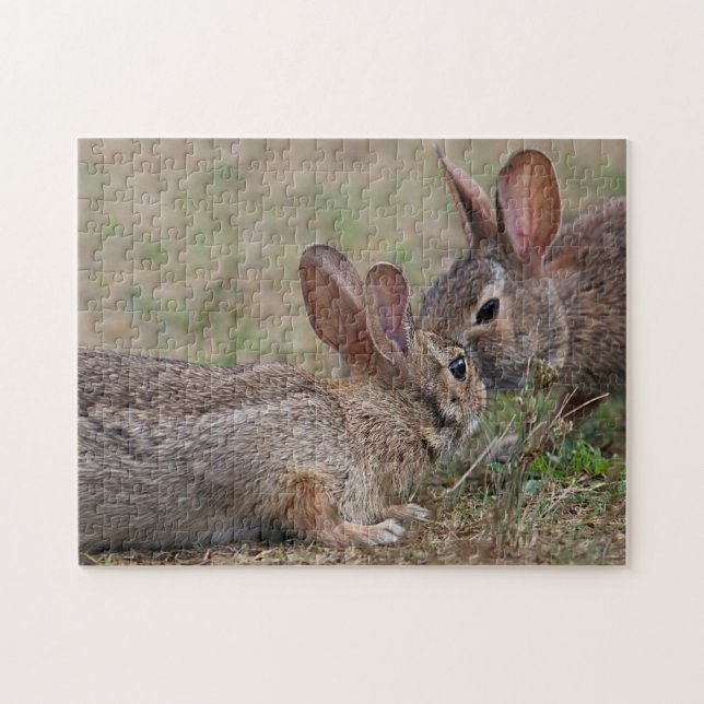 Puzzle Conejos de conejo de rabo blanco salvajes (Horizontal)