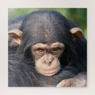 Puzzle Conexión de chimpancé bebé
