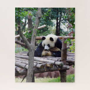 Puzzle Consejo Panda - No hay depresión, si tienes "oso" 