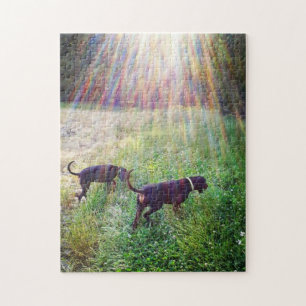 Puzzle Coonhounds In the Evening Sunlight