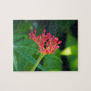 Puzzle Coral Bush en flor