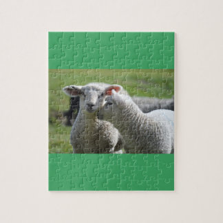 Puzzle Corderos juntos