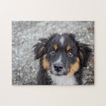 Puzzle Corto retrato de pastelería australiana<br><div class="desc">El puzzle de la fotografía del cachorro de Pastor Australiano. Añada la redacción de su personalizado a este diseño utilizando los cuadros "Editar esta plantilla de diseño" en el lado derecho del elemento, o haga clic en el botón azul "Personalizar" para organizar el texto, cambiar las fuentes y los colores...</div>