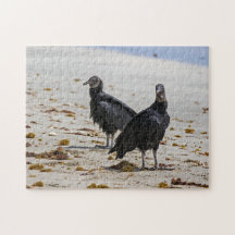 Costa Rica, Punta Cahuita - Bubuitres negros