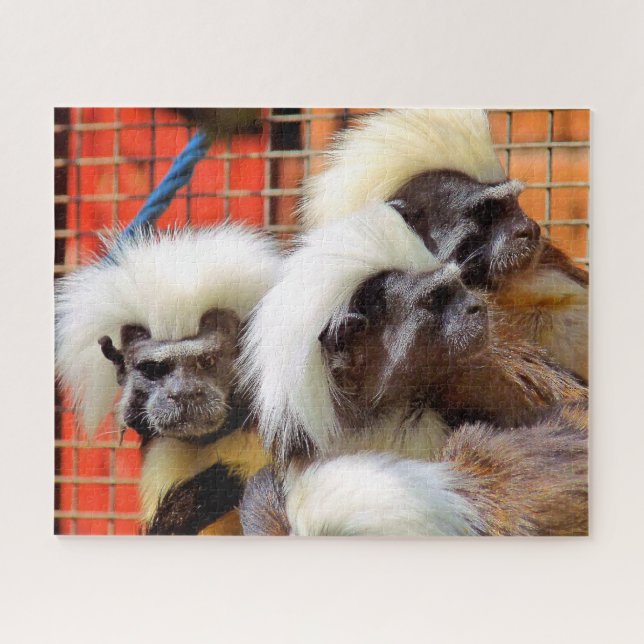 PUZZLE COTTON-TOP TAMARIN MONKEYS (Horizontal)
