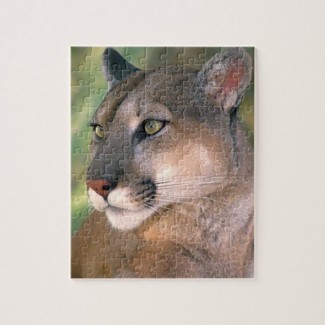 Puzzle Cougar, California (Vertical)