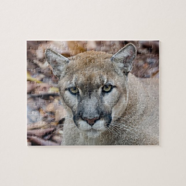 Puzzle Cougar, león de montaña, pantera de Florida, Puma (Horizontal)