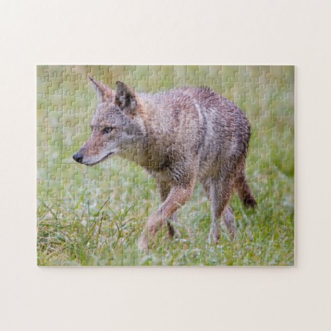 Puzzle Coyote en campo, Cades Cove (Horizontal)